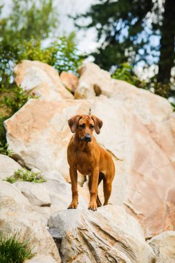 Güzel manzara Rock'ta üzerinde özenli Rodezya Ridgeback duran