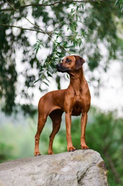 Güzel manzara Rock'ta üzerinde özenli Rodezya Ridgeback duran