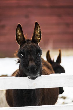 Çiftlikte beyaz çitin arkasında eşek portresi
