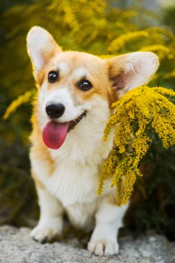 Komik Galce Corgi Pembroke sarı çiçek oturma yüz