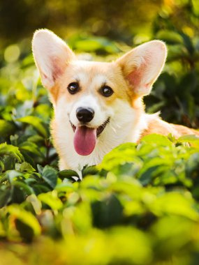 Galce Corgi otların arasında oturan Pembroke komik yüz