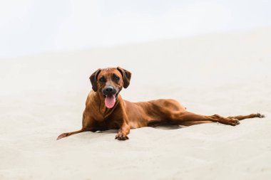 Yorgun Rodezya Ridgeback Kum Plajı'nda yatan