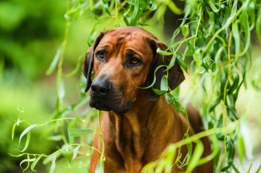 Çok güzel Rodezya Ridgeback dikey doğa sahnesinde