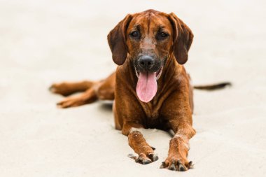 Yorgun Rodezya Ridgeback Kum Plajı'nda yatan