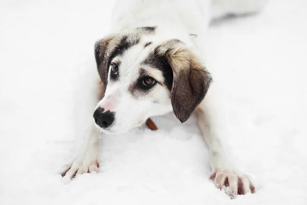 Divertido Juguetón Perro Raza Mixta Tumbado Nieve —  Fotos de Stock