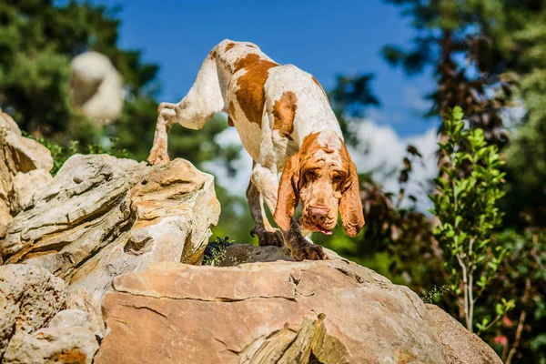 Vacker Bracco Italiano Pekaren Hane Rock — Stockfoto