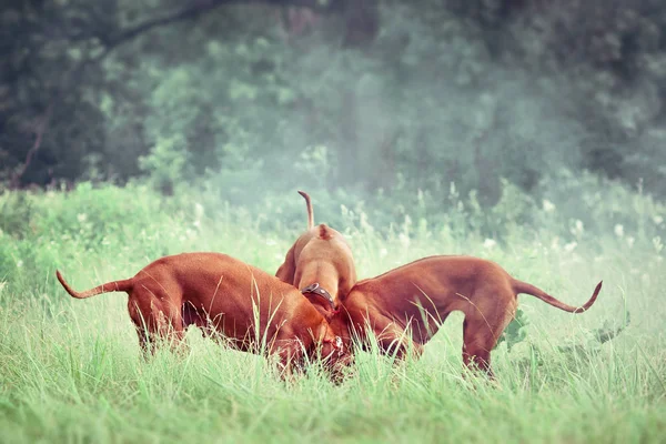 Τρεις Ροδεσίας Ridgebacks Ψάχνει Κάτι Στο Γρασίδι — Φωτογραφία Αρχείου