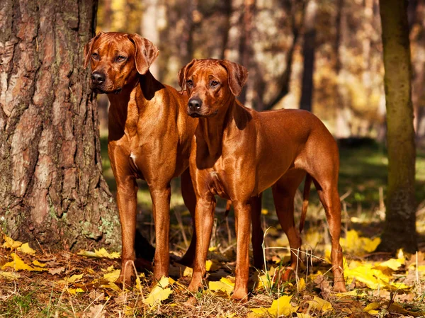 Két Gyönyörű Rodéziai Ridgeback Áll Őszi Természet Jelenet — Stock Fotó