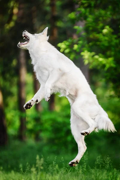 Berger Blanc Suisse Captura Juguete Extractor Salto Alto —  Fotos de Stock