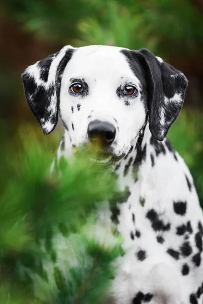 Güleryüzlü Köpek Köknar Ağacın Arkasına Saklanarak Dalmaçyalı — Stok fotoğraf