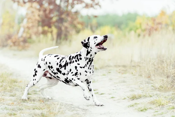 Perro Dálmata Jugando Sobre Fondo Dorado Otoño —  Fotos de Stock