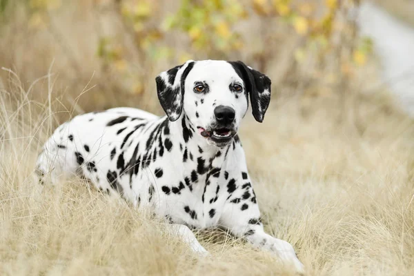 Var Dalmatiner Hund Liggande Gyllene Höst Bakgrund — Stockfoto