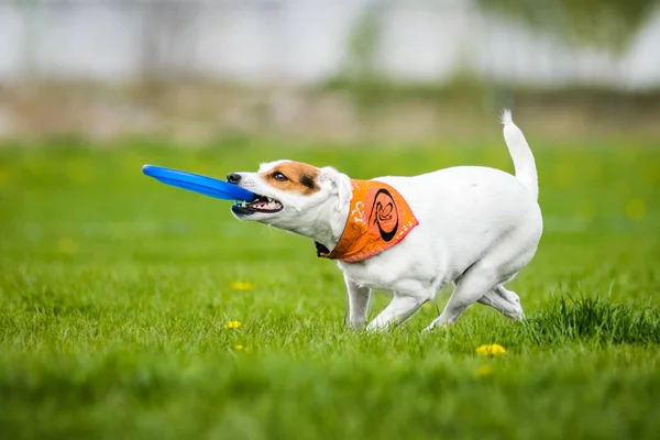 Jack Russell Terrier Menangkap Disk Frisbee — Stok Foto