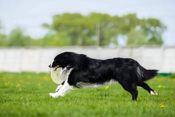 Border Collie Cours Exécution Avec Disque Frisbee — Photo