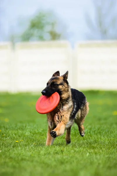 德国牧羊犬跑与飞盘 — 图库照片