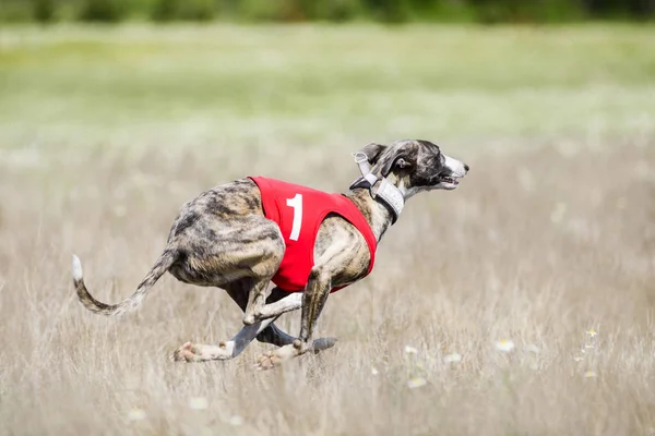 Sighthounds Atrai Competição Campo Camomila — Fotografia de Stock