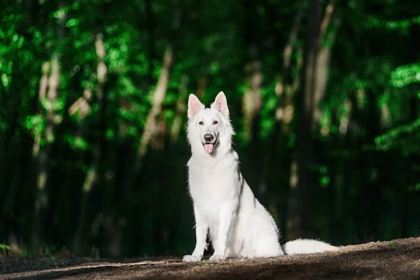 Hermosa Berger Blanc Suisse Sentado Hierba Bosque Verde — Foto de Stock