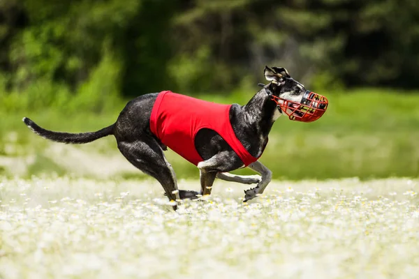Sighthounds ルアーコーシング カモミール フィールドでの競争 — ストック写真