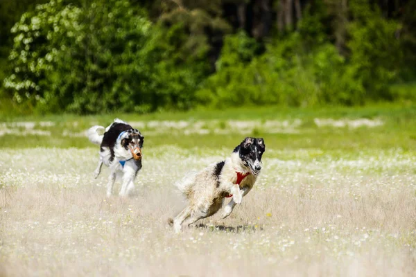 Russian Wolfhounds Lure Coursing Competition Field — Stock Photo, Image