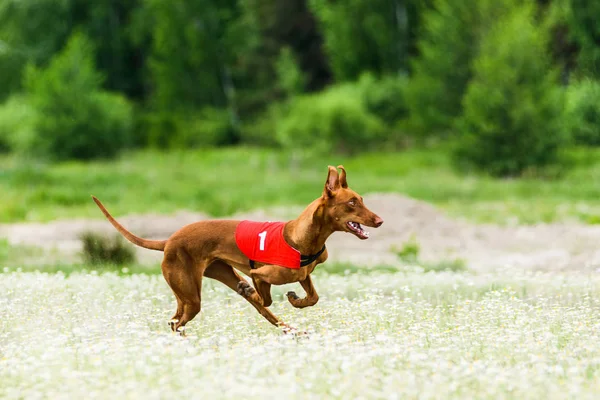 ファラオ猟犬ルアー カモミール フィールドでルアーコーシング大会 — ストック写真