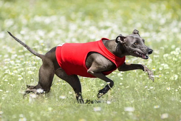 滑稽的面孔意大利灰狗诱惑在洋甘菊领域的竞争 — 图库照片