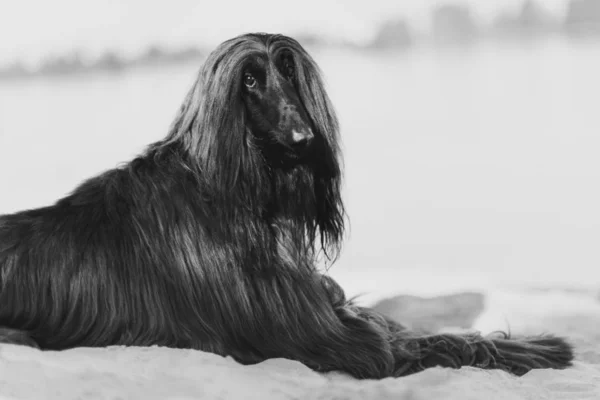 阿富汗猎狗的黑白画像躺在沙漠中的沙滩上 — 图库照片