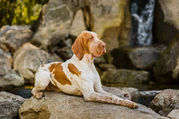 Rock watefall yanında yatan güzel Bracco Italiano işaretçi erkek