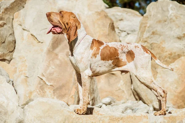 Güzel Bracco Italiano işaretçisi Kayanın üzerinde duran erkek
