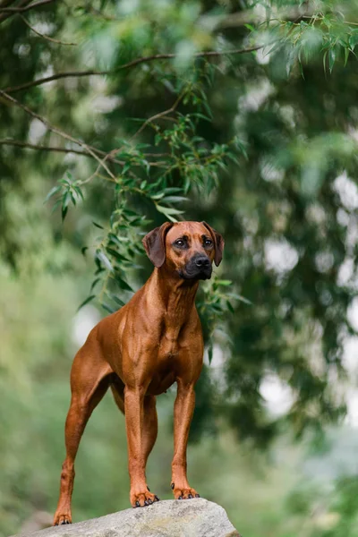 Pozorný Rhodéského Ridgebacka Stojící Skále Krásné Krajině — Stock fotografie