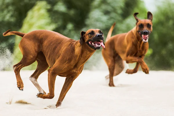 Twee Grappige Speelse Rhodesian Ridgebacks Achter Elkaar Strand — Stockfoto