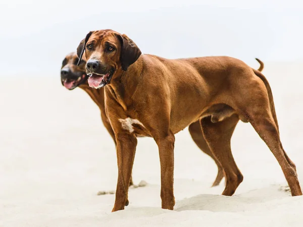 Två Lekfulla Rhodesian Ridgebacks Stående Sand — Stockfoto