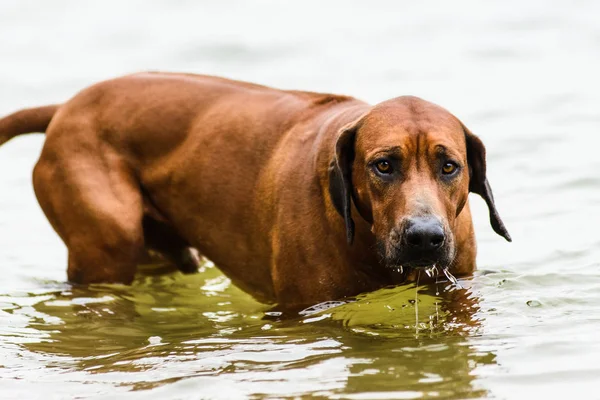 Zabawny Zakłopotany Rhodesian Ridgeback Wychodzi Wody — Zdjęcie stockowe