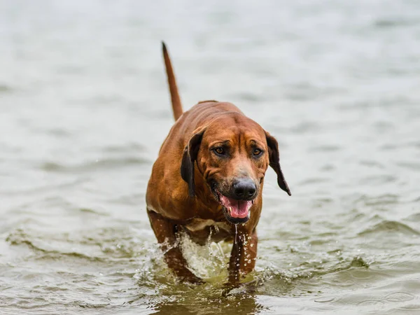 Zabawny Rhodesian Ridgeback Wychodzi Wody — Zdjęcie stockowe