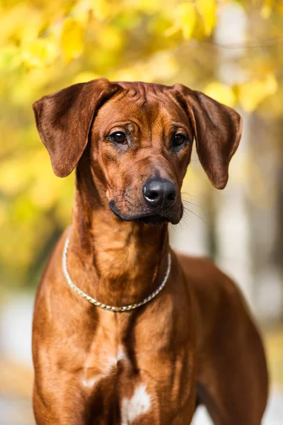 Adorable Retrato Rhodesian Ridgeback Escena Naturaleza Otoño —  Fotos de Stock