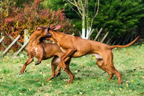 つの面白い優しいローデシア Ridgebacks 犬再生 実行して 追いかけて — ストック写真