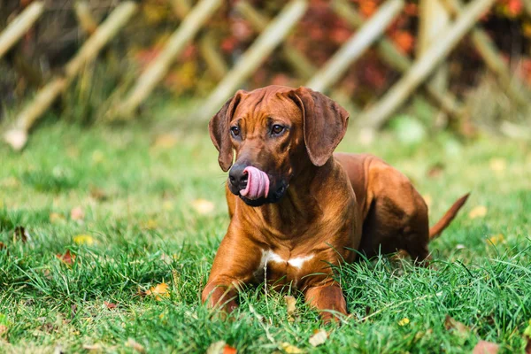 Adorável Rhodesian Ridgeback Retrato Outono Natureza Cena — Fotografia de Stock