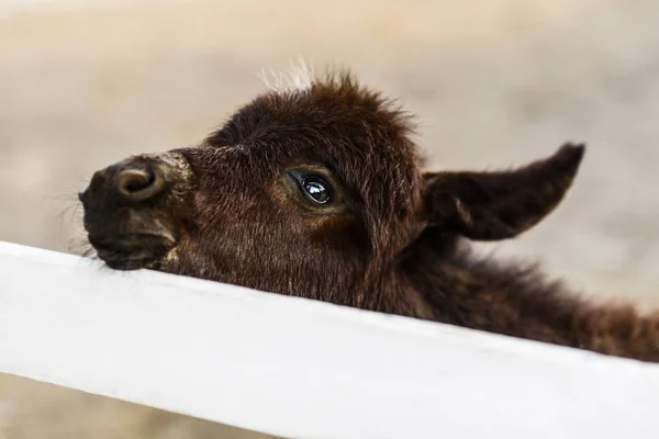 Portrét Roztomilé Dítě Osla Bílým Plotem Farmě — Stock fotografie