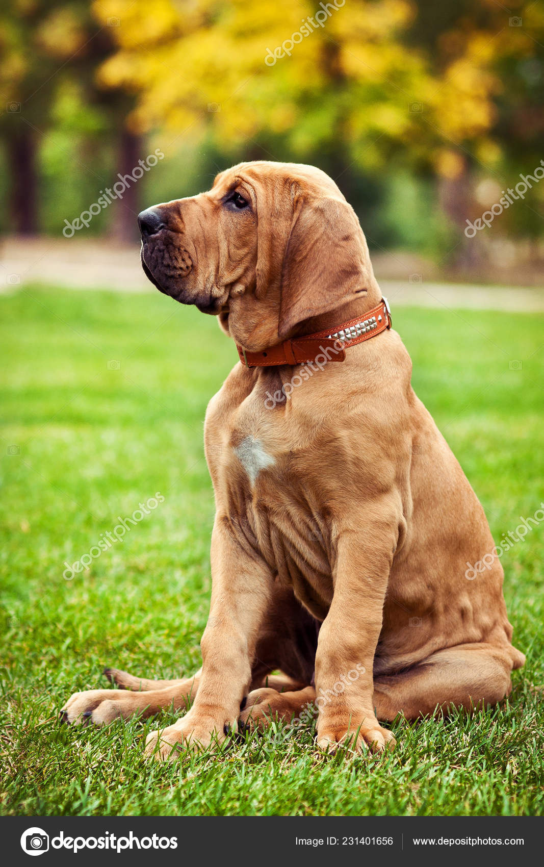 Fila Brasileiro Mastim Brasileiro Retrato Cachorro fotos, imagens