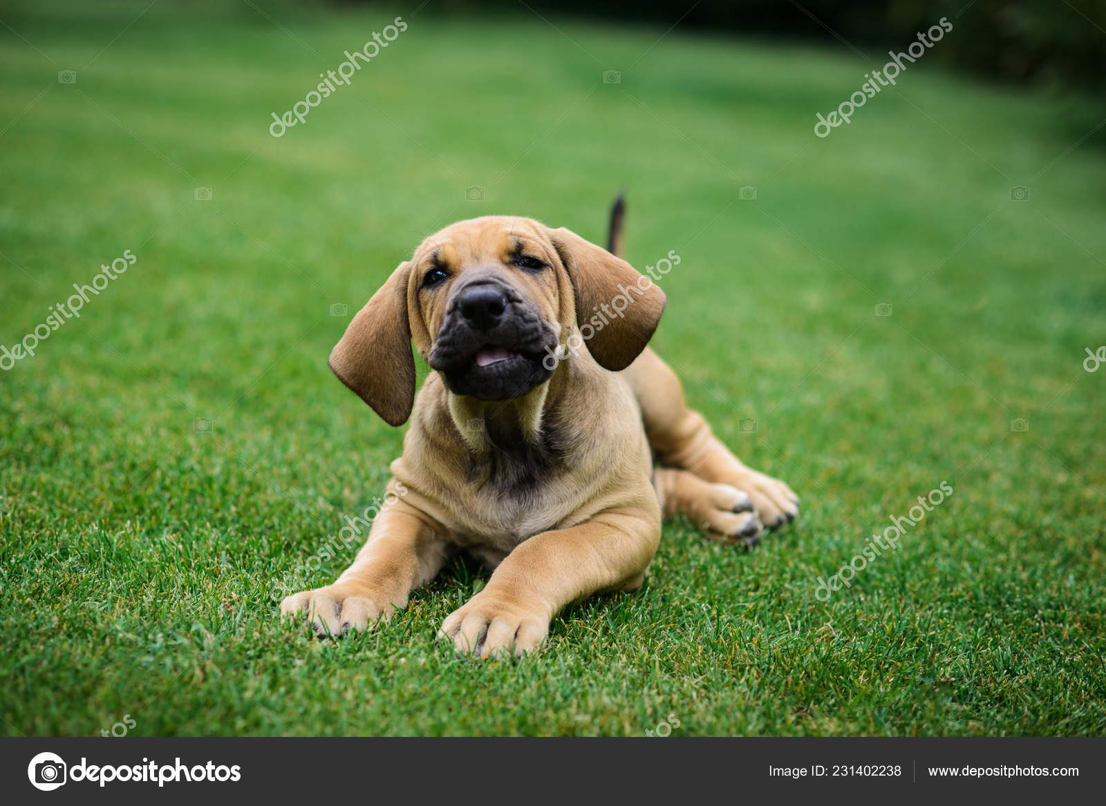 Cute Fila Brasileiro Brazilian Mastiff Puppy Lying Grass Stock Photo by  ©olgagorovenko 231402238