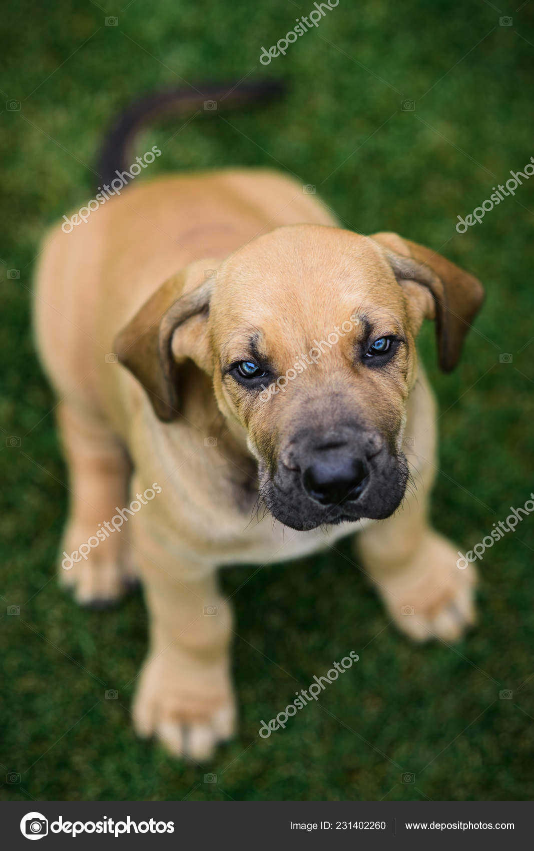 Adorable Fila Brasileiro Puppy Portrait Stock Image - Image of security,  brasileiro: 134243953