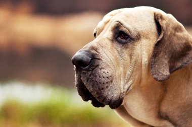 Yetişkin Fila Brasileiro (Brezilya Mastiff) köpek profili portresi, sonbahar sahnesi