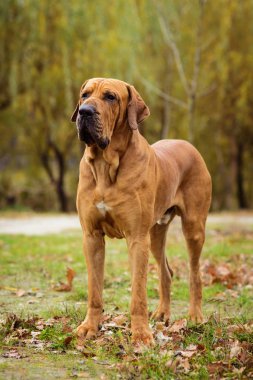 Yetişkin Fila Brasileiro (Brezilya Mastiff) köpek portresi, sonbahar sahnesi