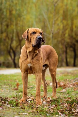 Yetişkin Fila Brasileiro (Brezilya Mastiff) köpek portresi, sonbahar sahnesi