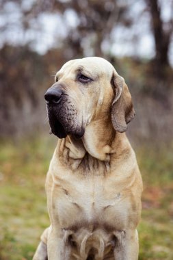 Yetişkin Fila Brasileiro (Brezilya Mastiff) köpek portresi, sonbahar sahnesi