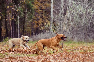 Yan yana, sonbahar sahne oturup iki yetişkin Fila Brasileiro (Brazilian Mastiff) köpek