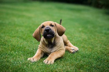 Sevimli Fila Brasileiro (Brazilian Mastiff) köpek çim üzerinde yalan