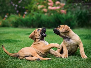 Çimenlerin üzerinde oynayan iki Fila Brasileiro (Brazilian Mastiff) kukla