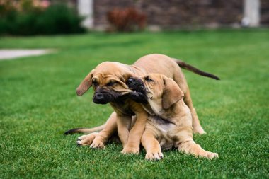 Çimenlerin üzerinde oynayan iki Fila Brasileiro (Brazilian Mastiff) kukla