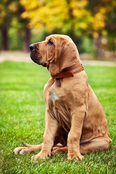 Śliczny Fila Brasileiro (brazylijski Mastif) Portret Szczeniaka