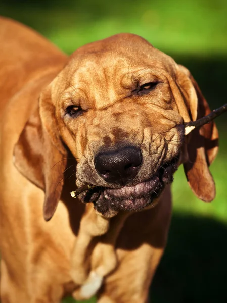 Funny Face Wrinkled Fila Brasileiro Brazilian Mastiff Puppy Chewing Tree — Stock Photo, Image